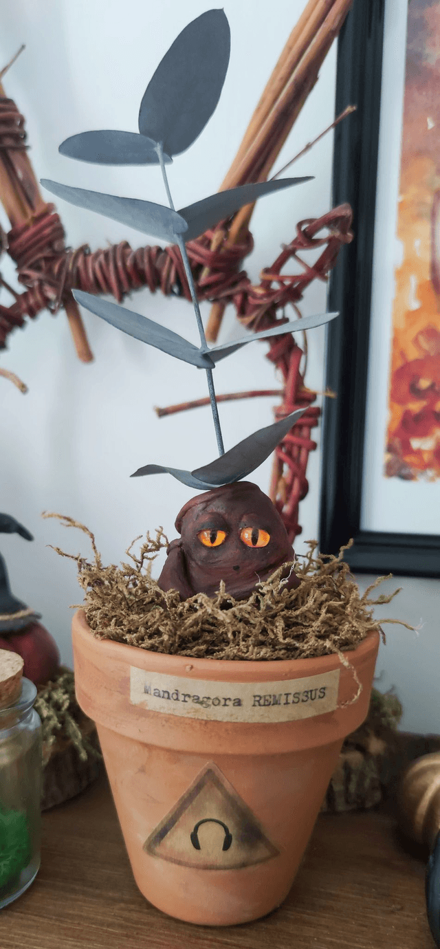 Mandragore à adopter -Mandragora Remissus