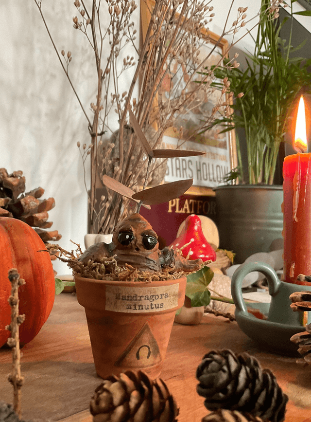 Mandragore à adopter -Mandragora minutus