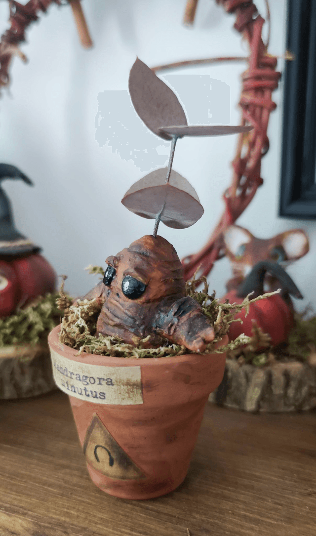 Mandragore à adopter -Mandragora minutus