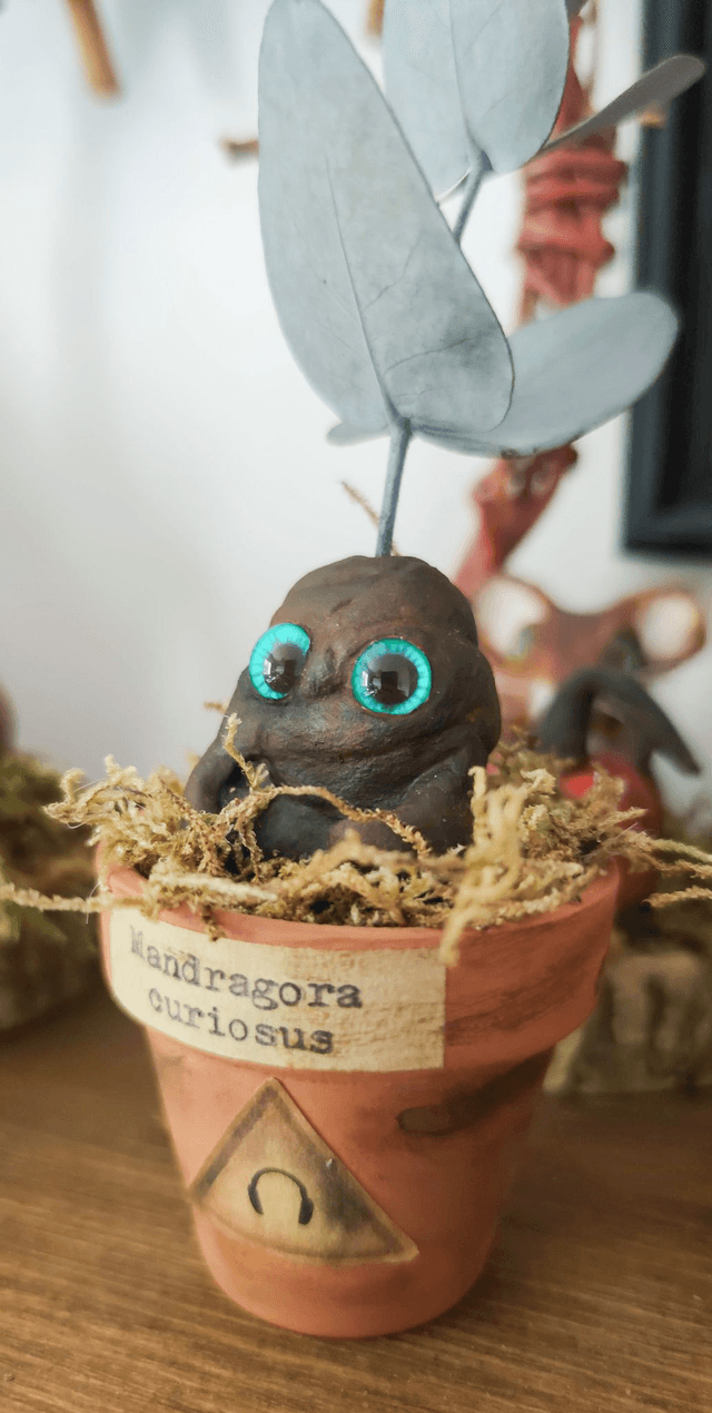 Mandragore à adopter -Mandragora curiosus