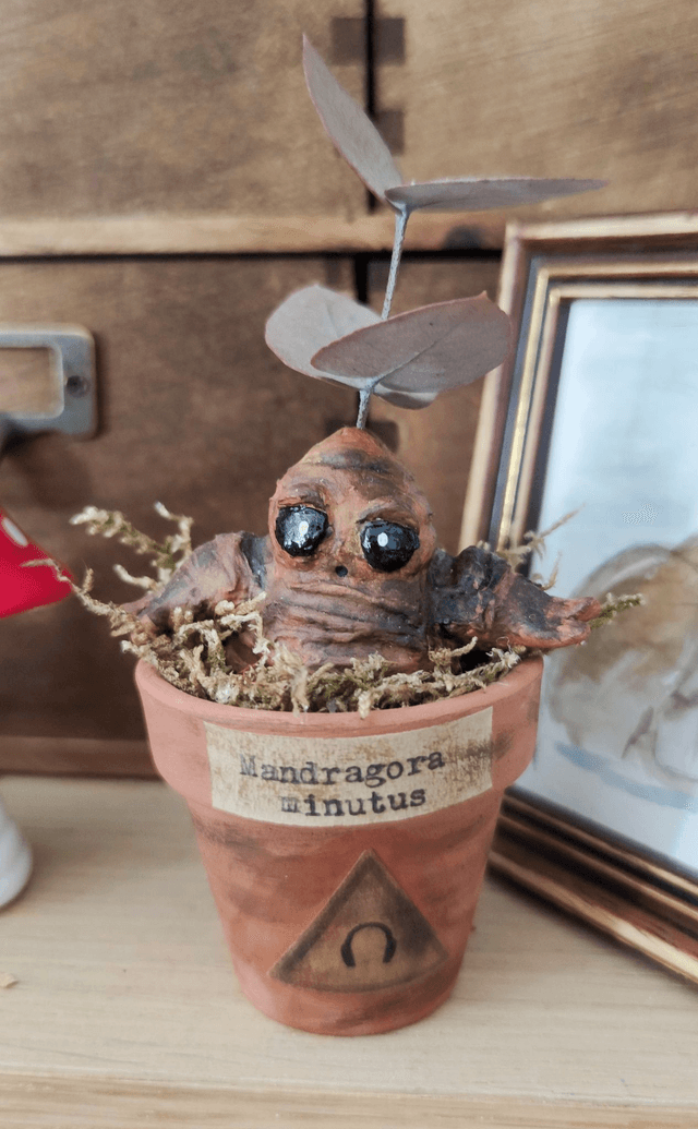 Mandragore à adopter -Mandragora minutus